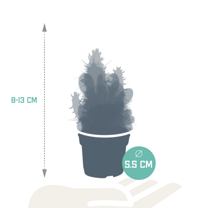 Kakteenmischung 5,5 cm - 10x - zonder pot | Pflanzfix24.de - Pflanzfix24.de