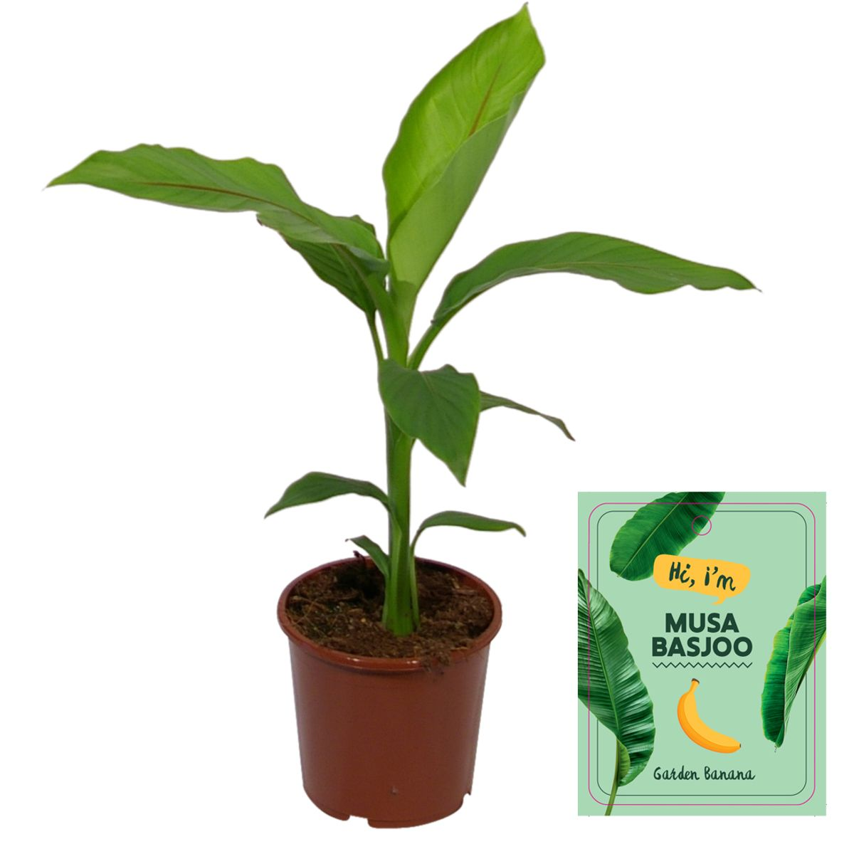 Musa Basjoo - Ø15cm - ↕50cm - Pflanzfix24