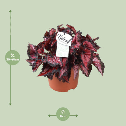 Begonia Beleaf Inca Night - Ø17cm - ↕35cm - Pflanzfix24