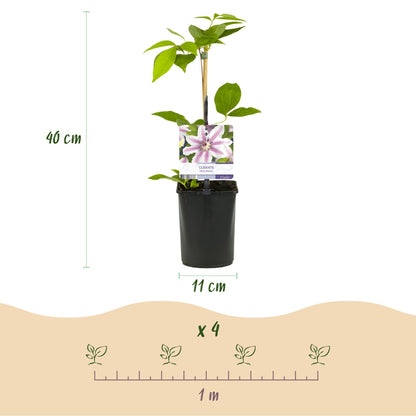 Pflanzfix24.de - Clematis Nelly Moser - 2er Set - Topf 11cm - Pflanzfix24.de
