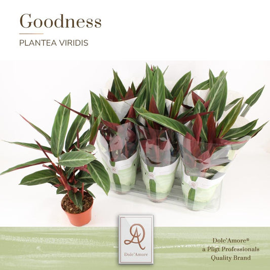 Stromanthe Sanguinea P14 Dolc'Amore® Goodness - Ø14cm - ↕45cm - Pflanzfix24