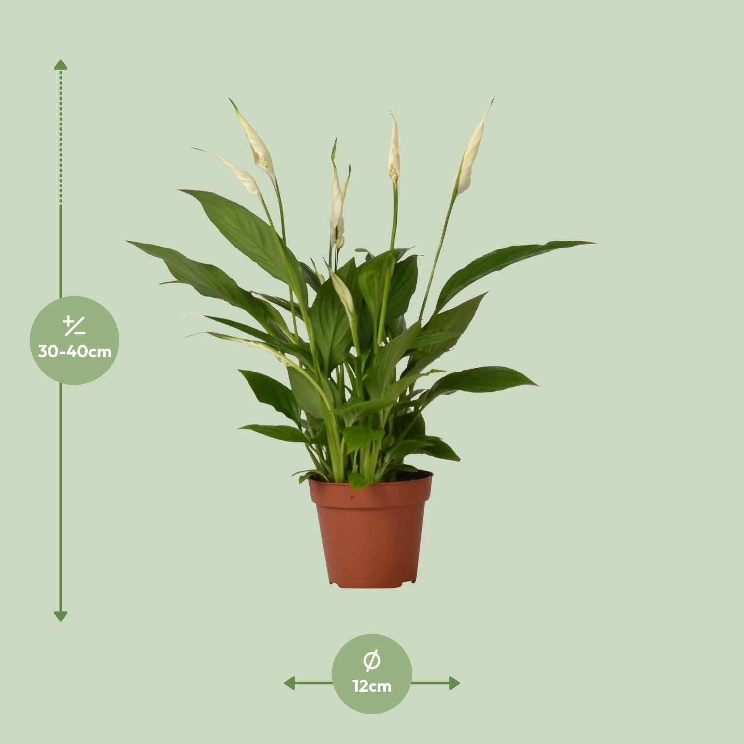 Friedenslilie Spathiphyllum Bingo Cupido – ca. 45 cm | Pflanzfix24.de - Pflanzfix24.de