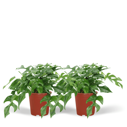 Monstera Minima 2er-Set Ø15cm – Lochpflanze | Pflanzfix24.de - Pflanzfix24.de