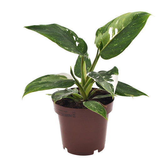 Philodendron White Princess - Ø12cm - ↕25cm - pflanzfix24