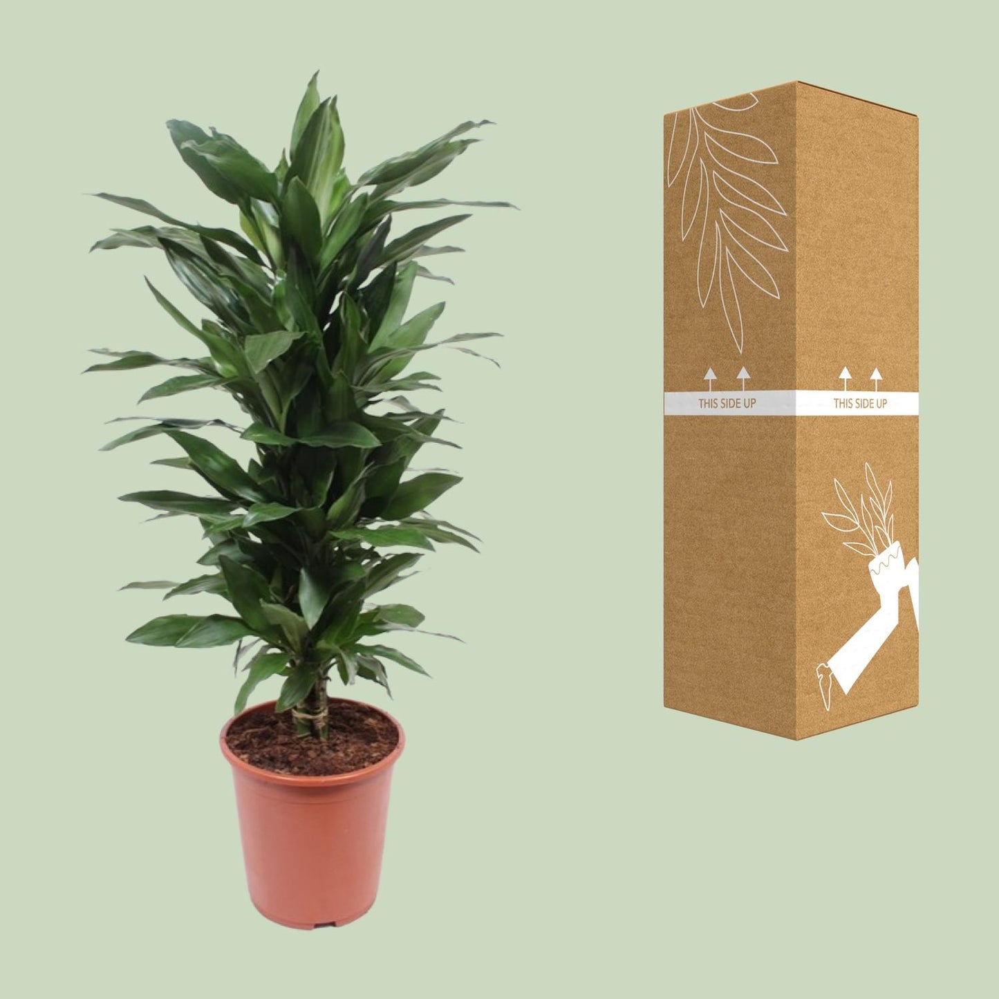 Dracaena Janet Lind - Ø27cm - ↕110cm - Pflanzfix24