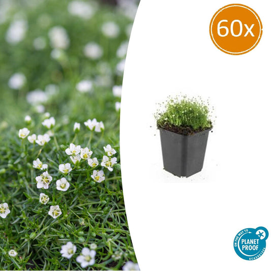 60x Sagina subulata - ↕10-25cm - Ø9cm - Pflanzfix24.de - Pflanzfix24.de