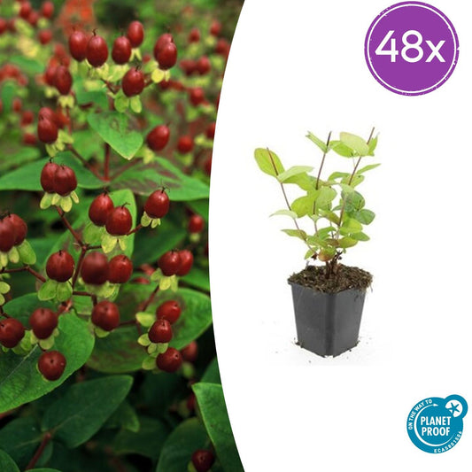 48x Hypericum inodorum 'Beauty' - ↕10-25cm - Ø9cm by Pflanzfix24