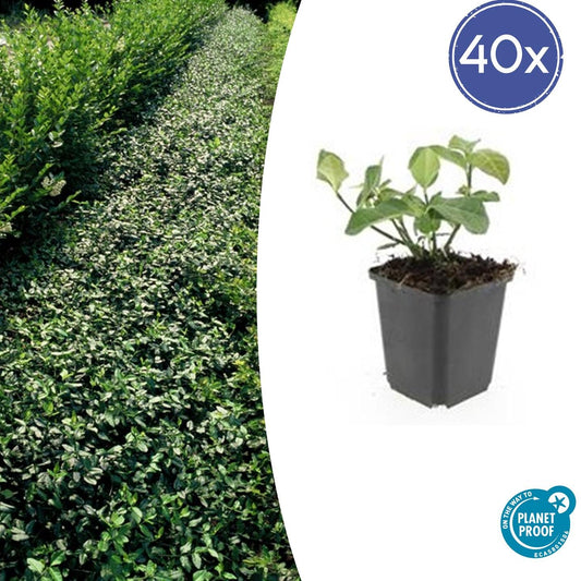 40x Euonymus fort. 'Dart's Blanket' - ↕10-25cm - Ø9cm - Pflanzfix24.de - Pflanzfix24.de