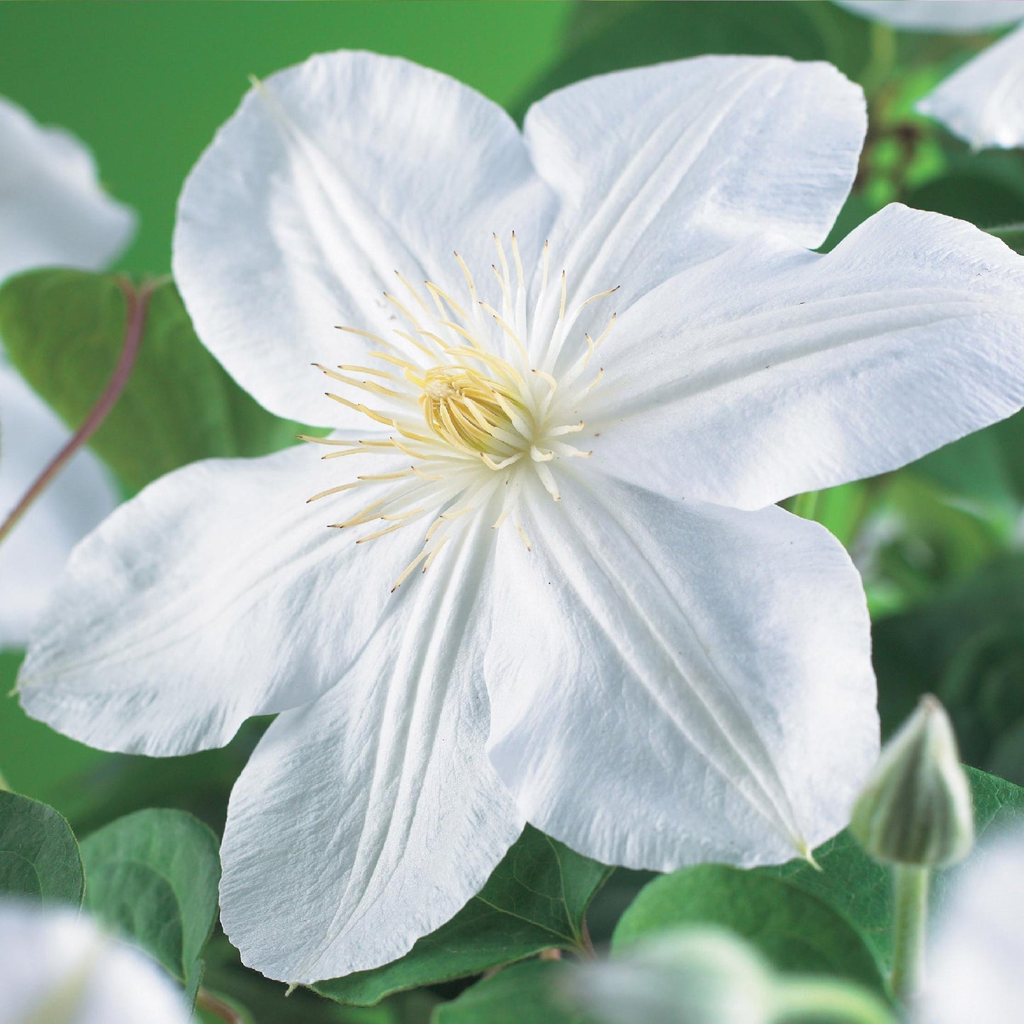 Pflanzfix24.de - Clematis Madame Le Coultre - blühend weiß - 2 Pflanzen - Pflanzfix24.de