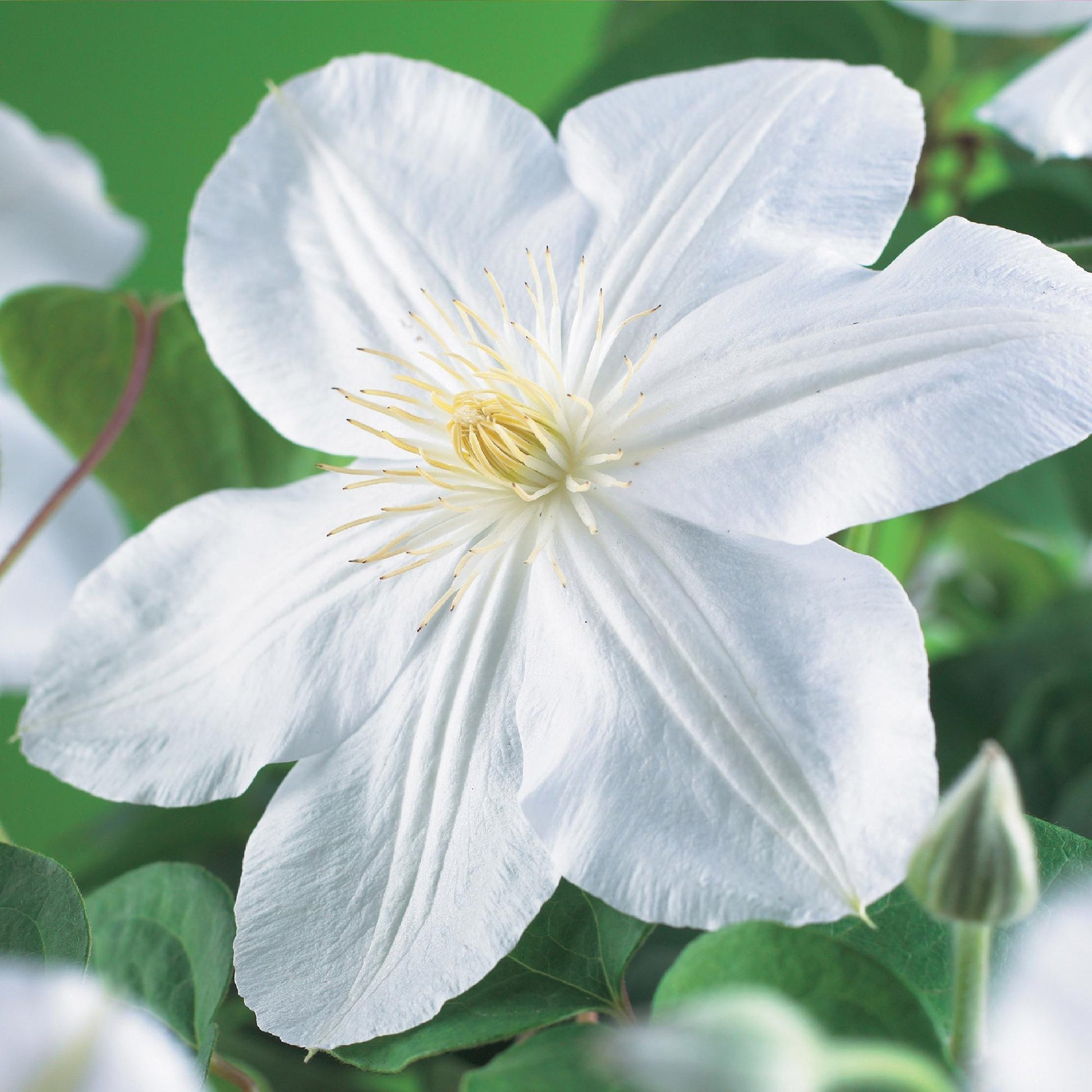 Pflanzfix24.de - Clematis Madame Le Coultre - blühend weiß - 2 Pflanzen - Pflanzfix24.de