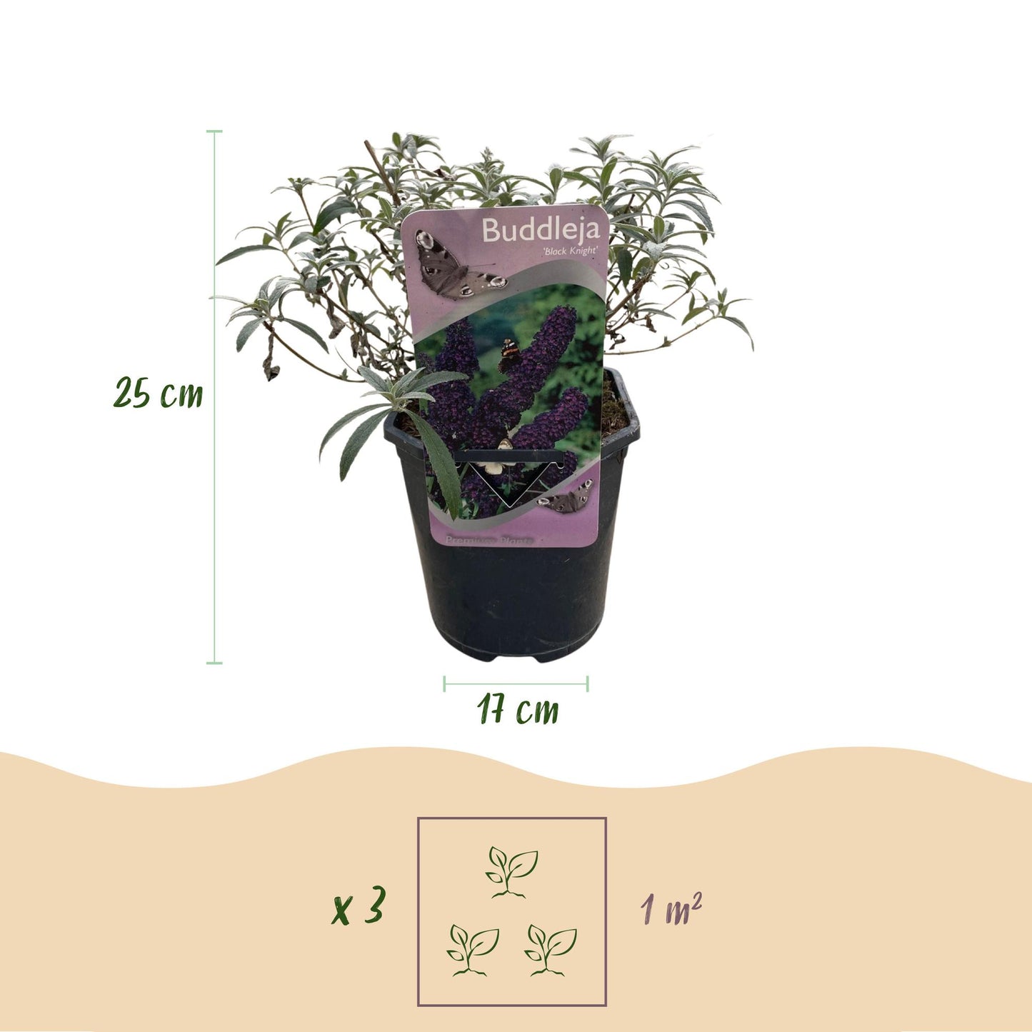 Pflanzfix24.de - Schmetterlingsstrauch - Buddleja davidii Purple Emperor - 1 Pflanze - Topf 17cm - Pflanzfix24.de