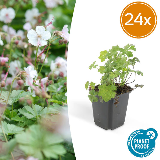 24x Geranium cant. 'Biokovo' - ↕10-25cm - Ø9cm - Pflanzfix24