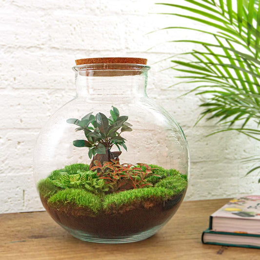 Flaschengarten - Bolder Bob Bonsai - DIY-Set - Pflanzfix24