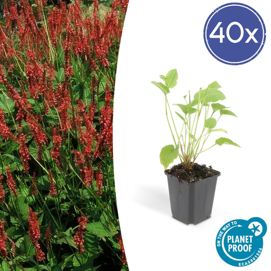 40x Persicaria amplexicaulis - ↕10-25cm - Ø9cm bei Pflanzfix24.de - Pflanzfix24.de