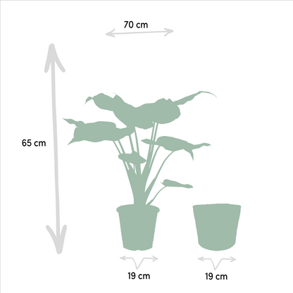 Alocasia Cucullata & Lauterbachiana Set + Korb - Pflanzfix24.de - Pflanzfix24.de