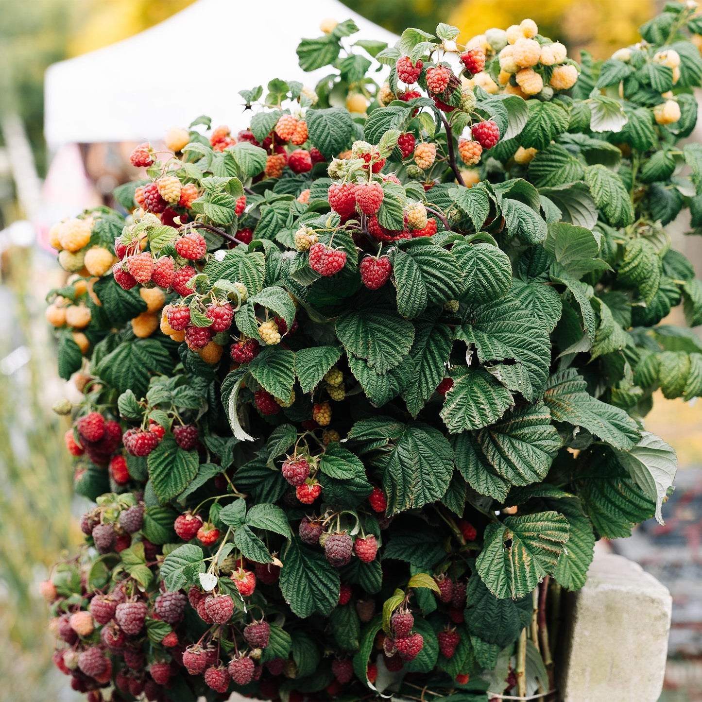Pflanzfix24 - Himbeere - Rubus Malling Promise - 2 Pflanzen