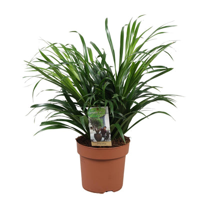 Dracaena Anita - Ø17cm - ↕45cm - Pflanzfix24