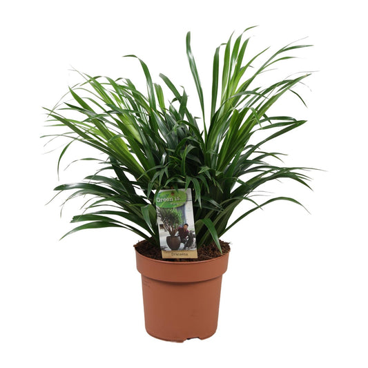 Dracaena Anita - Ø17cm - ↕45cm - Pflanzfix24