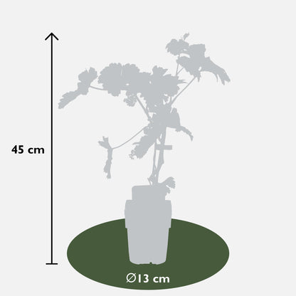Vitis Johanniter Weißweintraube – Bio Rebe von Pflanzfix24.de - Pflanzfix24.de