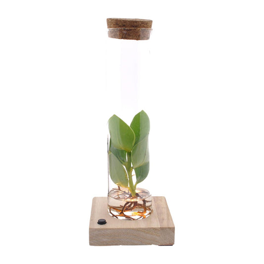 Clusia In Tube Glas + LED - Ø5cm - ↕10cm - Pflanzfix24.de - Pflanzfix24.de
