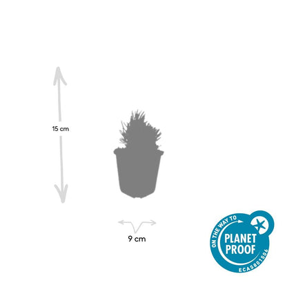 20x Lavandula ang. 'Dwarf Blue' - Pflanzfix24.de - Pflanzfix24.de