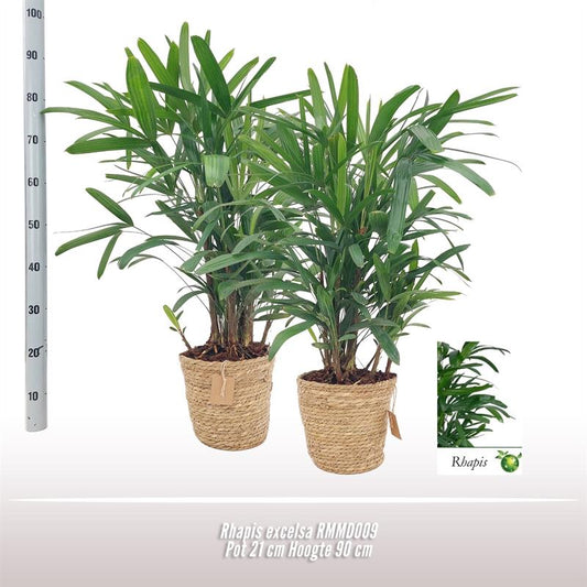 Rhapis Excelsa 21cm RMMD009 - Pflanzfix24