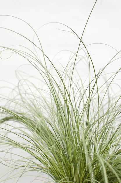 3x Carex comans 'Frosted Curls' - ↨30cm - Ø14 - Pflanzfix24