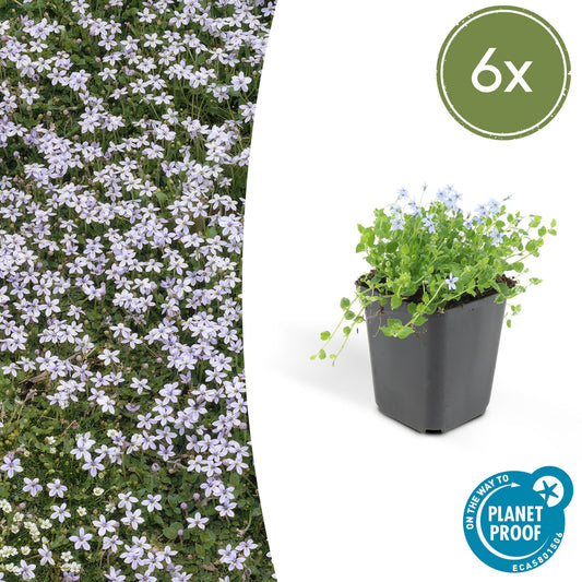 6x Isotoma fluviatilis - Blauer Sternteppich - 10-25cm - Ø9cm - Pflanzfix24.de - Pflanzfix24.de