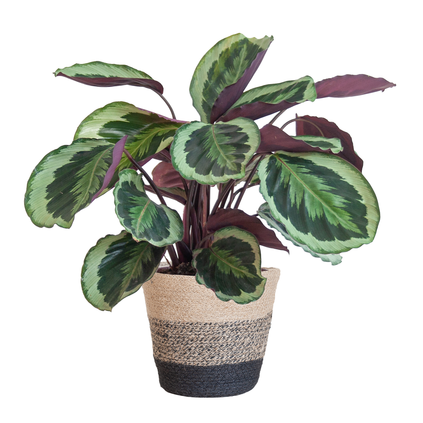 Calathea Medaillon mit Lissabon-Korb Schwarz - 65cm - Ø21 - Pflanzfix24.de - Pflanzfix24.de
