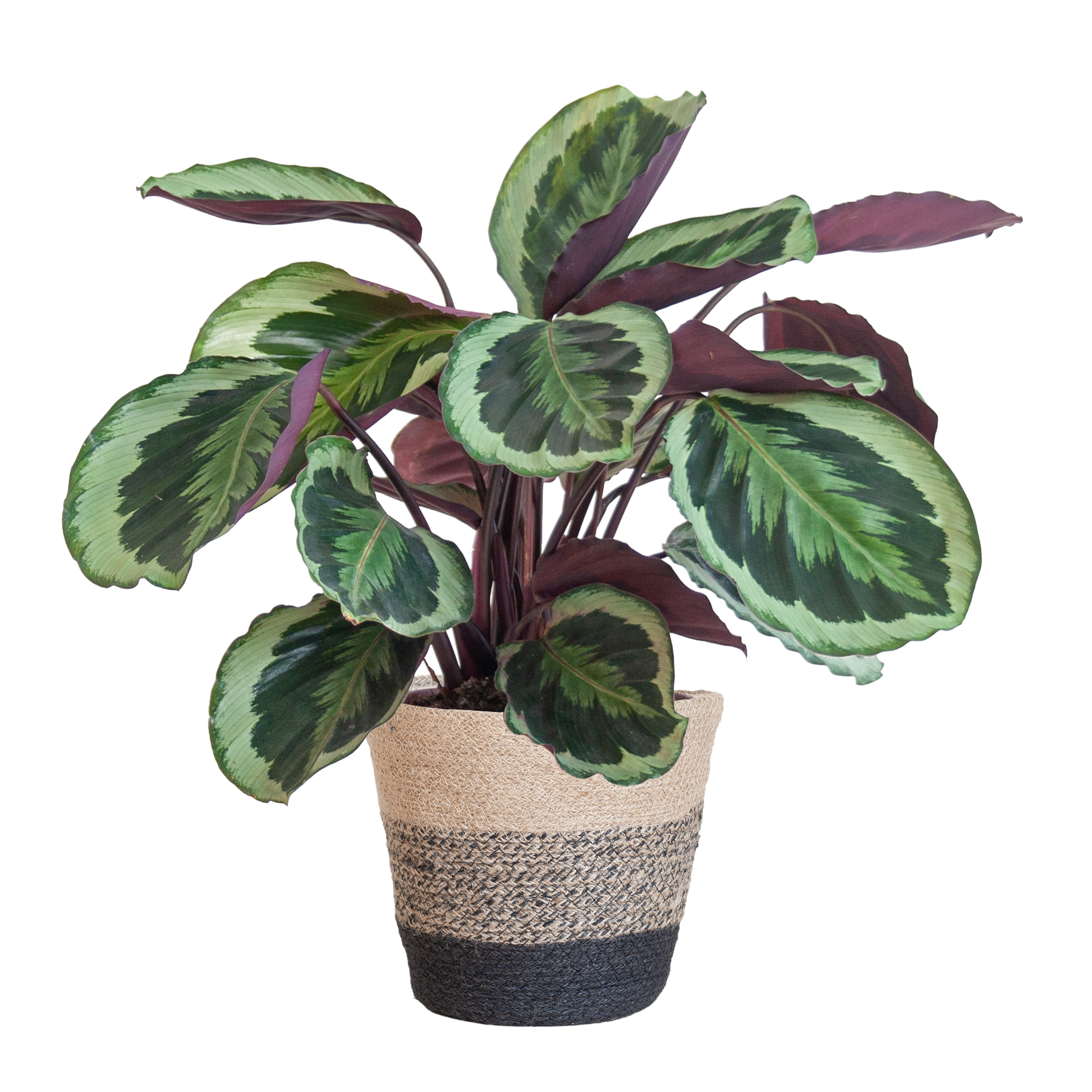 Calathea Medaillon mit Lissabon-Korb Schwarz - 65cm - Ø21 - Pflanzfix24.de - Pflanzfix24.de