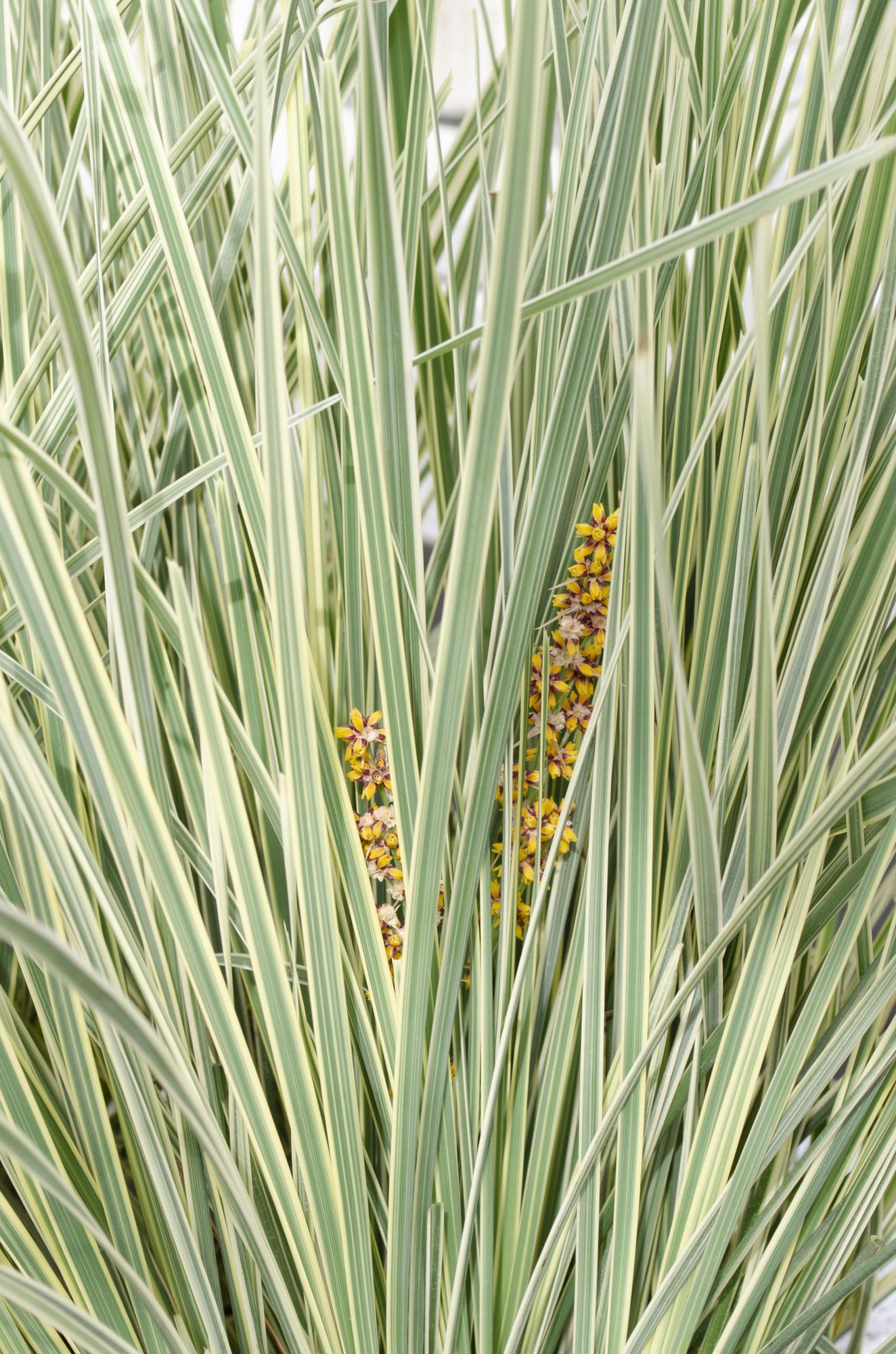 Lomandra 'White Sands' - Ø19cm - ↕40cm - Pflanzfix24