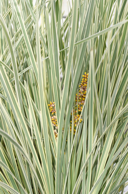 Lomandra 'White Sands' - Ø19cm - ↕40cm - Pflanzfix24
