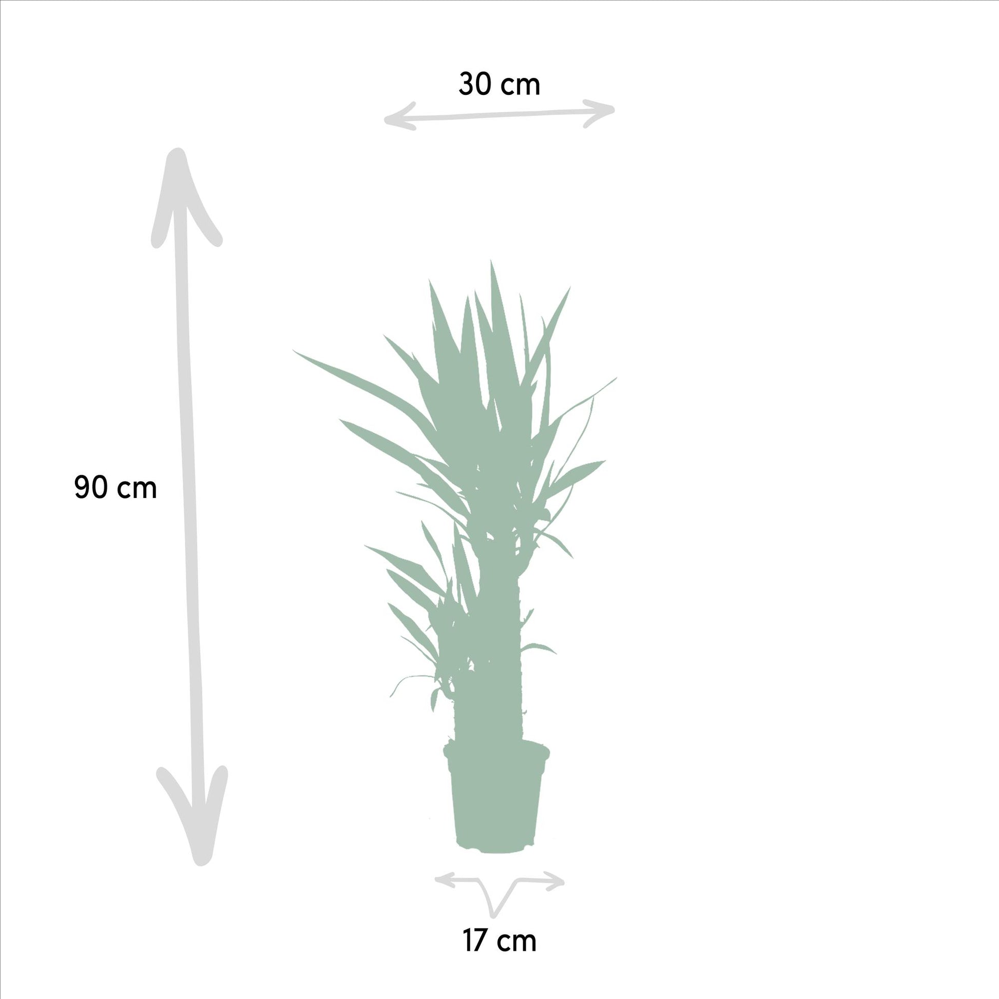 Yucca 90 cm – Ø17 cm – Pflanzfix24.de - Pflanzfix24.de