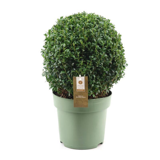 Buxus Sempervirens Kugel Ø32cm Pflanzfix24