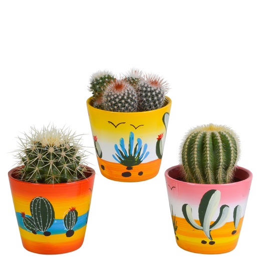 Bolcactus-Mischung 8,5 cm - in Mexicaanse pot - Pflanzfix24.de - Pflanzfix24.de