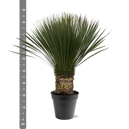 Yucca Rostrata 80–100 cm Ø38 Topf – Pflanzfix24.de - Pflanzfix24.de