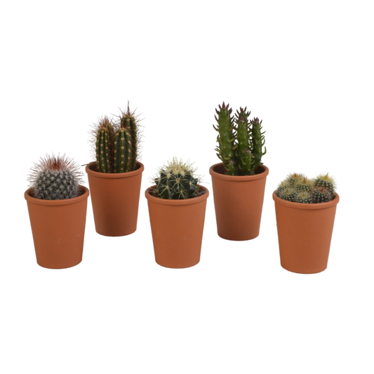 Kakteenmischung 5,5 cm - 5x - in terracotta pot - Pflanzfix24.de - Pflanzfix24.de