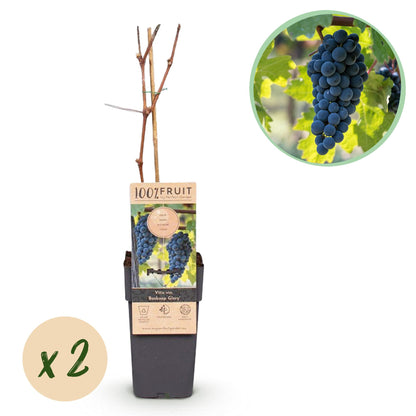 GreenboutiQ - Obstpflanze - Blaue Traube - Vitis vinifera Boskoop Glory - 2 Pflanzen - Topf 15cm Höhe 50cm - Pflanzfix24.de