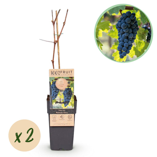 GreenboutiQ - Obstpflanze - Blaue Traube - Vitis vinifera Boskoop Glory - 2 Pflanzen - Topf 15cm Höhe 50cm - Pflanzfix24.de