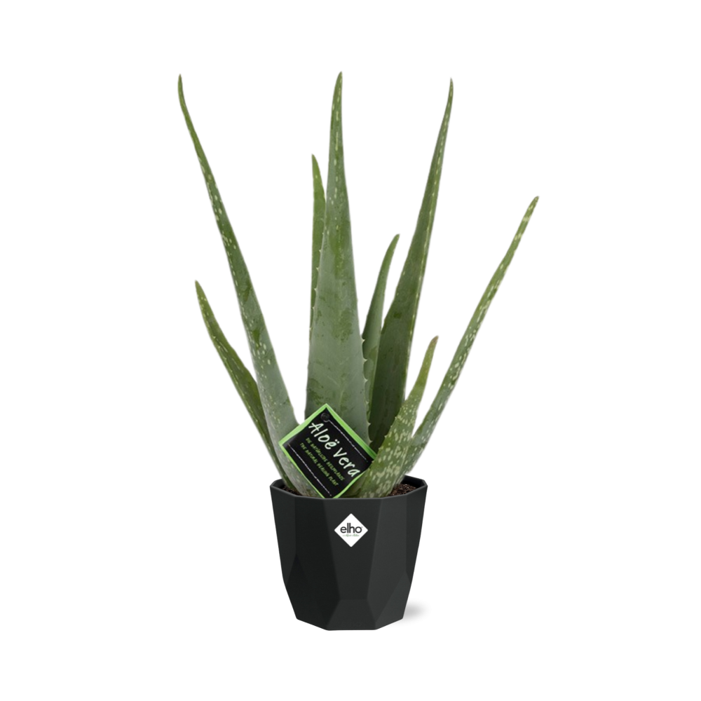 Aloe Vera 12cm in 14cm b.for rock living black - Pflanzfix24