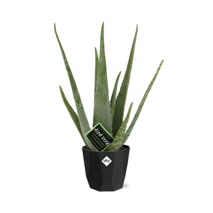 Aloe Vera 12cm in 14cm b.for rock living black - Pflanzfix24