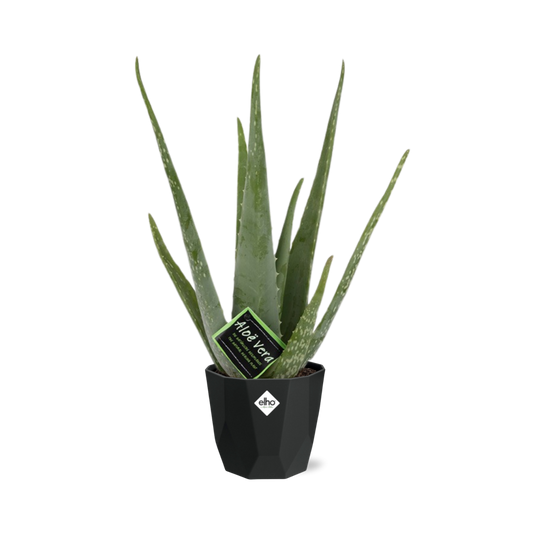 Aloe Vera 12cm in 14cm b.for rock living black - Pflanzfix24