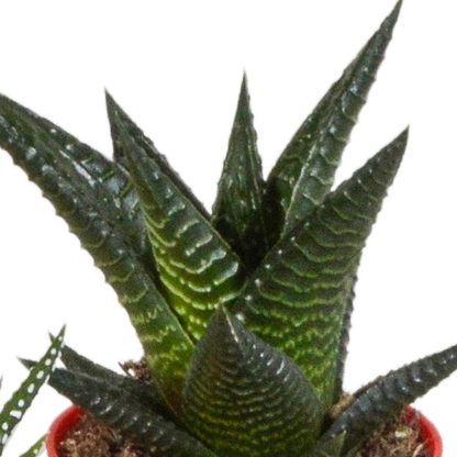 Gasteria/Haworthia-Mischung 5,5cm - 5x - in gekleurde plasticpot - Pflanzfix24.de - Pflanzfix24.de