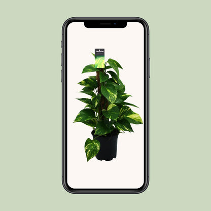 Scindapsus Epipremnum Ø15cm - Zimmerpflanze ca. 50cm - Pflanzfix24.de - Pflanzfix24.de
