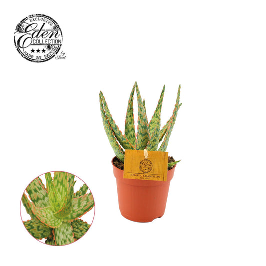 Aloe Hybride - Ø10,5cm - ↕15cm - Pflanzfix24.de - Pflanzfix24.de