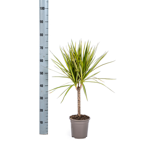 Dracaena Marginata Sunray Ø17cm - Pflanzfix24.de - Pflanzfix24.de