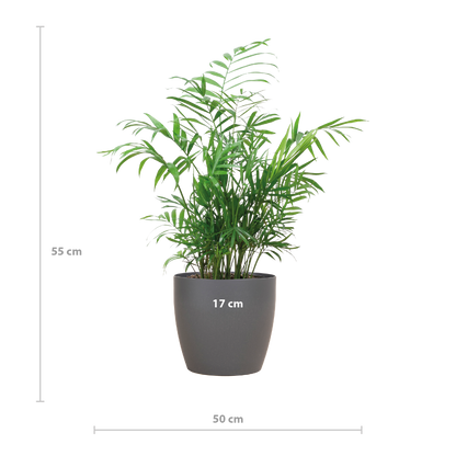 Chamadorea Elegans mit Viber Grau - 55cm - Ø17 - Pflanzfix24