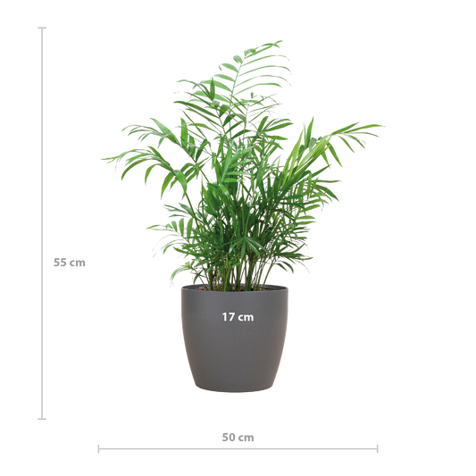 Chamadorea Elegans mit Viber Grau - 55cm - Ø17 - Pflanzfix24