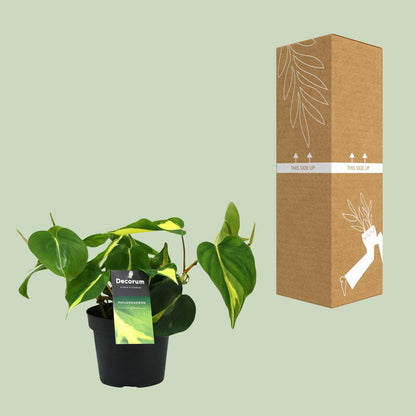 Philodendron Brasil Scandens Ø12cm – Pflegeleichte Zimmerpflanze | Pflanzfix24.de - Pflanzfix24.de