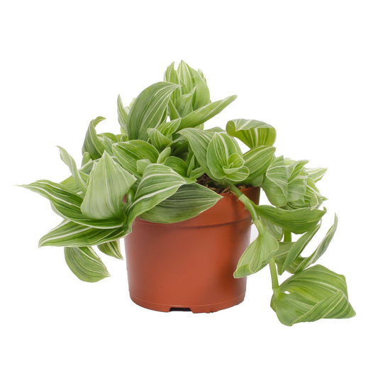 Tradescantia Albovittata Green Glacier 12cm - Pflanzfix24